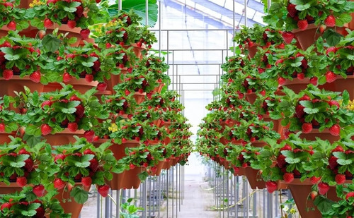 Macetas Cultivo 5 Pisos Orgánic Grow Completo Indoor - Imagen 12
